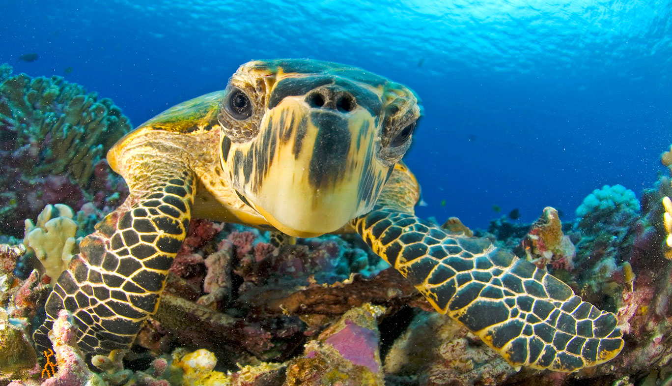 A loggerhead turtle swimming in the ocean