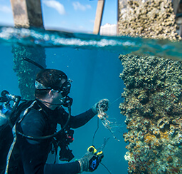 A Scuba diver under water looking at barnacles on a concrete pillar