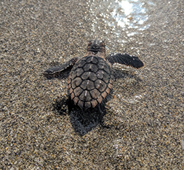 A baby sea turtle leaving its nest on the beach, making its way to the ocean