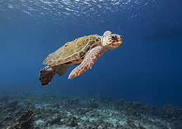 From under the surface we see a Loggerhead Sea Turtle swimming