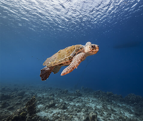 Loggerhead Marinas | Marinelife Center